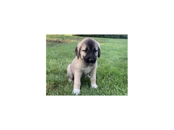 Anatolian Shepherd-DOG-Female-Gray Fawn-12274-Petland Batavia, Illinois