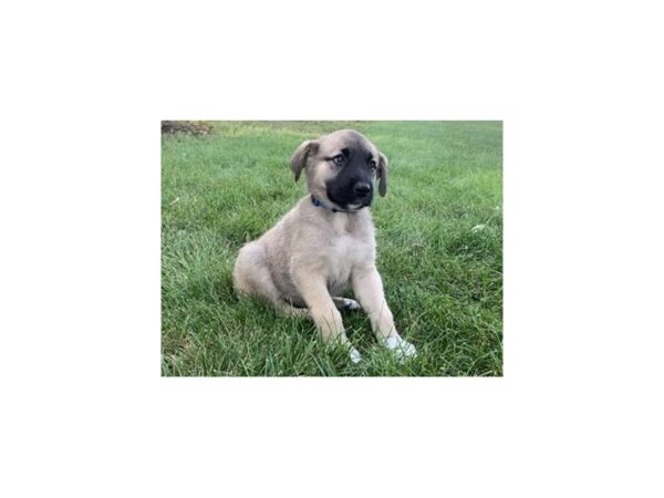 Anatolian Shepherd-DOG-Female-Gray Fawn-20153-Petland Batavia, Illinois