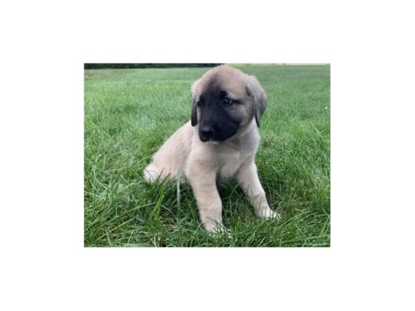 Anatolian Shepherd DOG Male Gray Fawn 12275 Petland Batavia, Illinois
