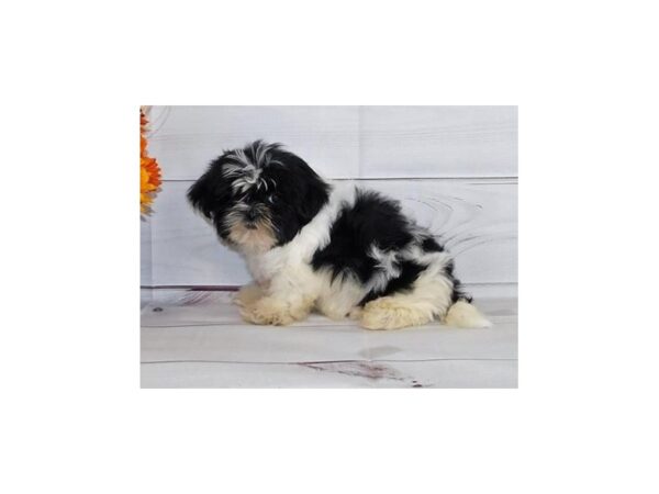 Shih Tzu DOG Male Black / White 20389 Petland Batavia, Illinois