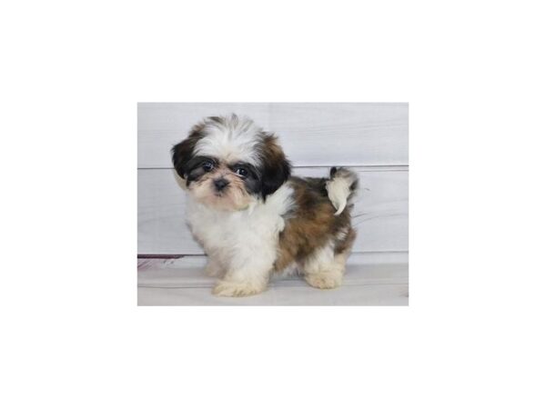 Shih Tzu-DOG-Female-Brindle / White-20388-Petland Batavia, Illinois