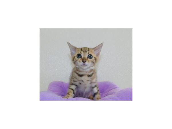 Bengal CAT Female Brown / Black 20392 Petland Batavia, Illinois