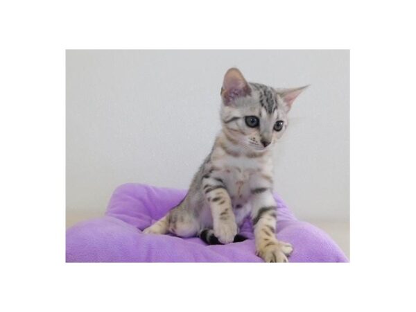 Bengal-CAT-Female-Black Silver-20391-Petland Batavia, Illinois