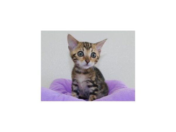 Bengal CAT Female Brown / Black 20390 Petland Batavia, Illinois