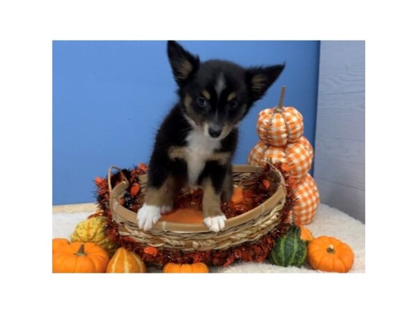 Miniature Australian Shepherd DOG Female Black White / Tan 20146 Petland Batavia, Illinois