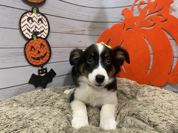 Miniature Australian Shepherd DOG Female Black White / Tan 12277 Petland Batavia, Illinois