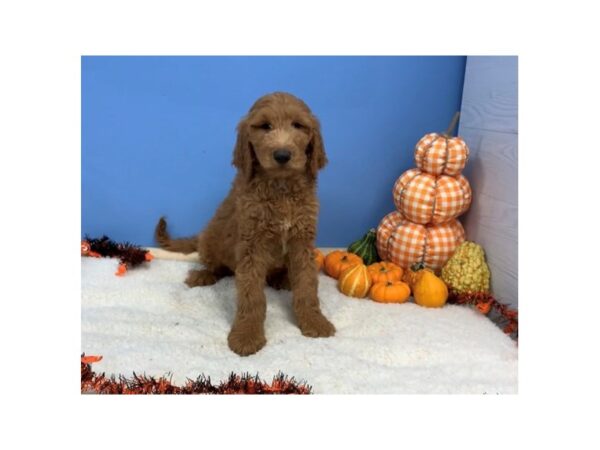 Goldendoodle 2nd Generation DOG Male Red 20141 Petland Batavia, Illinois