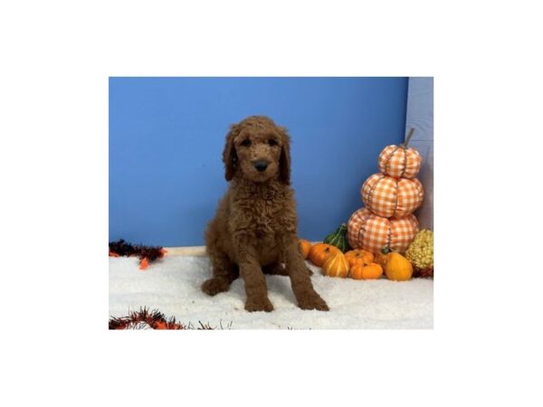 Goldendoodle 2nd Generation DOG Male Red 20143 Petland Batavia, Illinois
