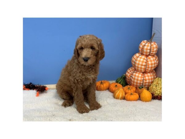 Goldendoodle 2nd Generation DOG Female Red 20145 Petland Batavia, Illinois