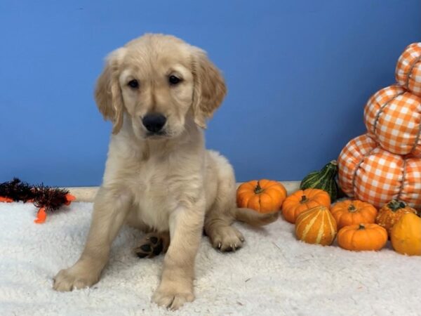 Golden Retriever DOG Male Golden 20140 Petland Batavia, Illinois