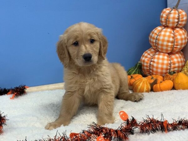 Golden Retriever DOG Female Golden 20139 Petland Batavia, Illinois