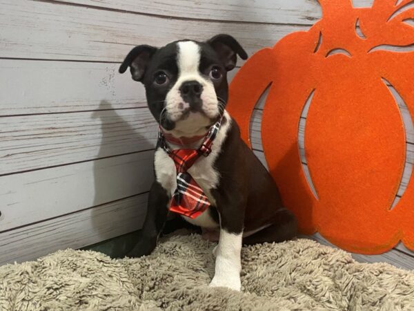 Boston Terrier DOG Male Black / White 12276 Petland Batavia, Illinois