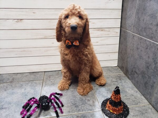 Goldendoodle 2nd Generation-DOG-Male-Red-20380-Petland Batavia, Illinois