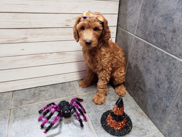 Goldendoodle 2nd Generation DOG Female Red 20382 Petland Batavia, Illinois