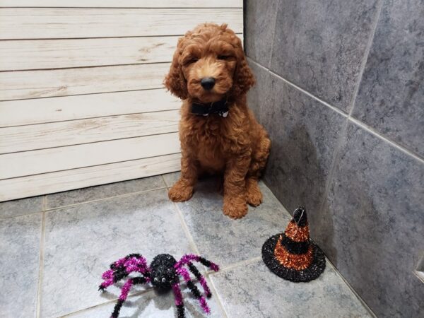Goldendoodle 2nd Generation DOG Male Red 20379 Petland Batavia, Illinois