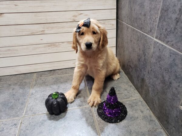 Golden Retriever DOG Female Golden 20384 Petland Batavia, Illinois