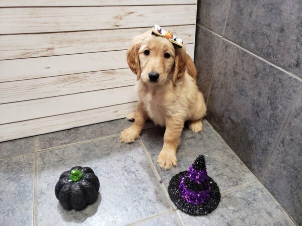 Golden Retriever DOG Female Golden 20385 Petland Batavia, Illinois