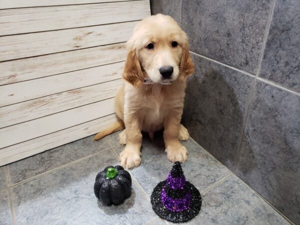 Golden Retriever DOG Male Golden 20383 Petland Batavia, Illinois