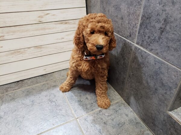 Goldendoodle 2nd Generation DOG Male Red 20378 Petland Batavia, Illinois