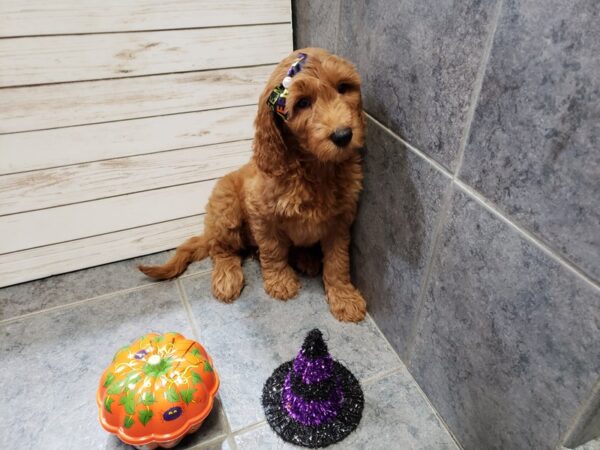 Goldendoodle 2nd Generation DOG Female Red 20381 Petland Batavia, Illinois