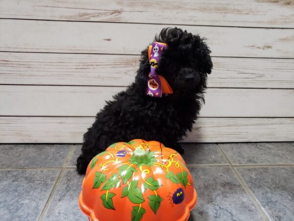 Miniature Poodle DOG Female Black 20400 Petland Batavia, Illinois