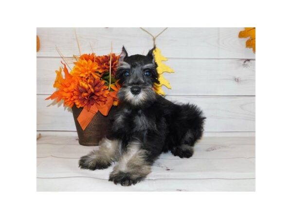 Miniature Schnauzer DOG Male Black / Silver 20158 Petland Batavia, Illinois