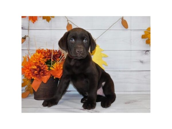 Labrador Retriever DOG Female Chocolate 20157 Petland Batavia, Illinois