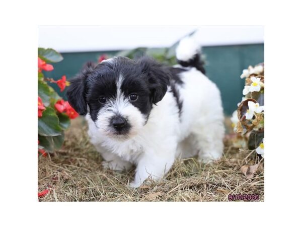 Coton De Tulear DOG Female Black / White 20407 Petland Batavia, Illinois