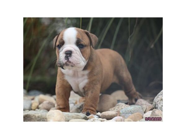 English Bulldog DOG Male Brindle, White Markings 20410 Petland Batavia, Illinois