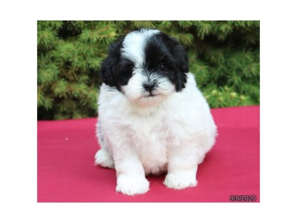 Shih Poo DOG Female Black / White 20406 Petland Batavia, Illinois