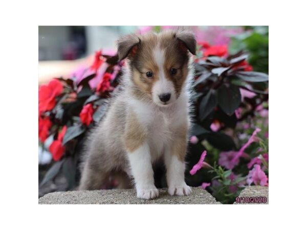 Shetland Sheepdog DOG Male Sable / White 20408 Petland Batavia, Illinois