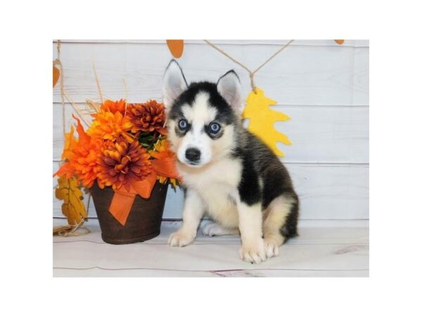 Siberian Husky DOG Female Black / White 12282 Petland Batavia, Illinois