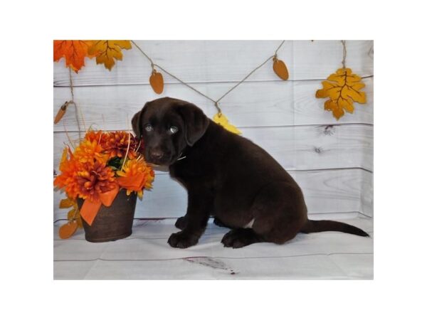 Labrador Retriever DOG Male Chocolate 12279 Petland Batavia, Illinois