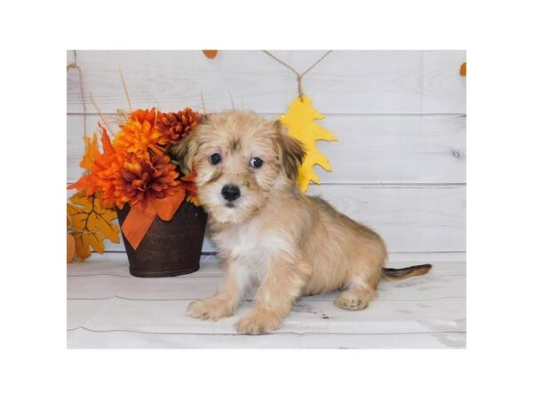 Yorkie Poo DOG Male Gold 12287 Petland Batavia, Illinois