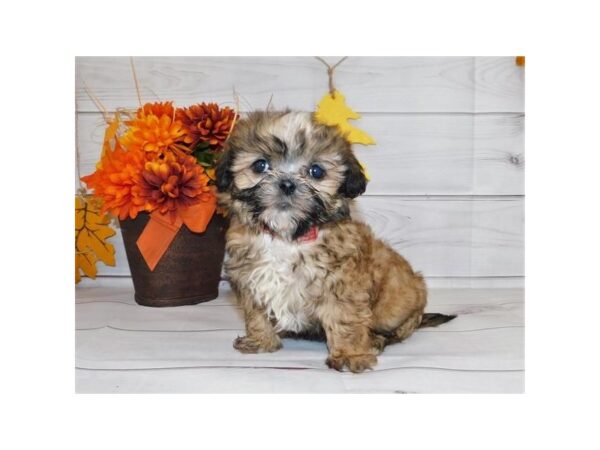 Shorkie DOG Female Gold 12286 Petland Batavia, Illinois