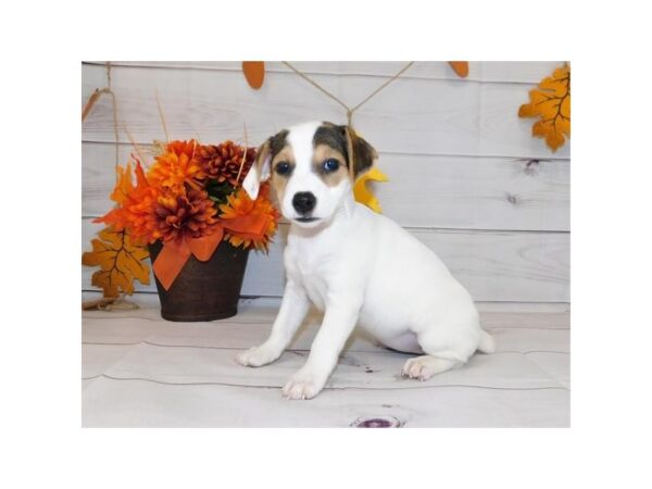 Jack Russell Terrier DOG Female Black White / Tan 12284 Petland Batavia, Illinois