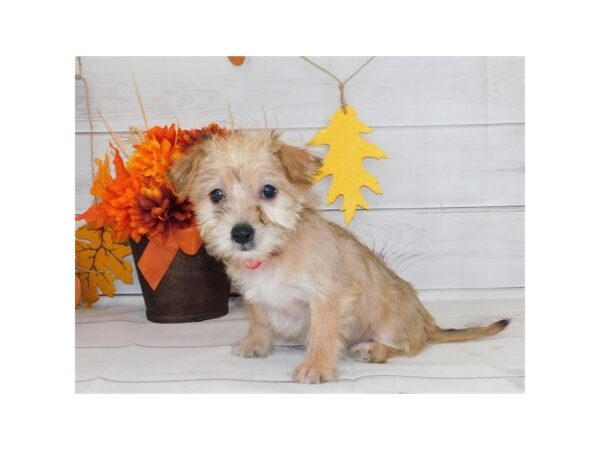 Yorkie Poo-DOG-Female-Gold-20162-Petland Batavia, Illinois