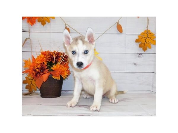 Siberian Husky DOG Female Gray / White 20402 Petland Batavia, Illinois