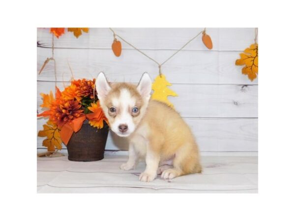 Siberian Husky DOG Male Red / White 20403 Petland Batavia, Illinois