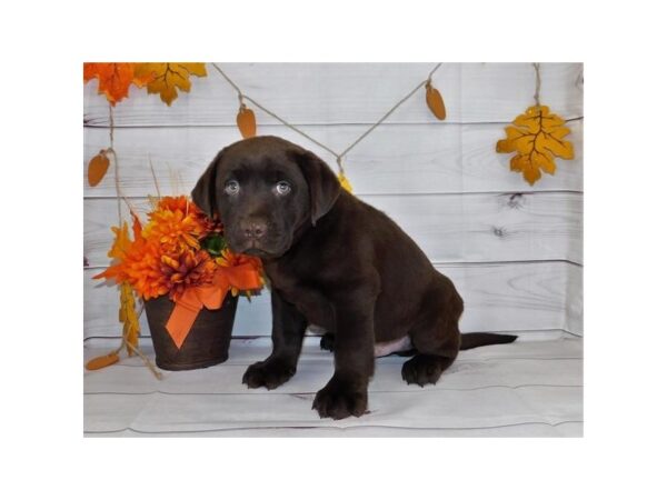 Labrador Retriever DOG Male Chocolate 20401 Petland Batavia, Illinois