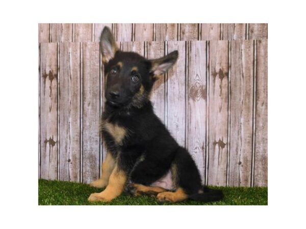 German Shepherd Dog DOG Male Black / Tan 20404 Petland Batavia, Illinois