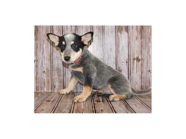 Heeler DOG Male Blue Merle 20160 Petland Batavia, Illinois