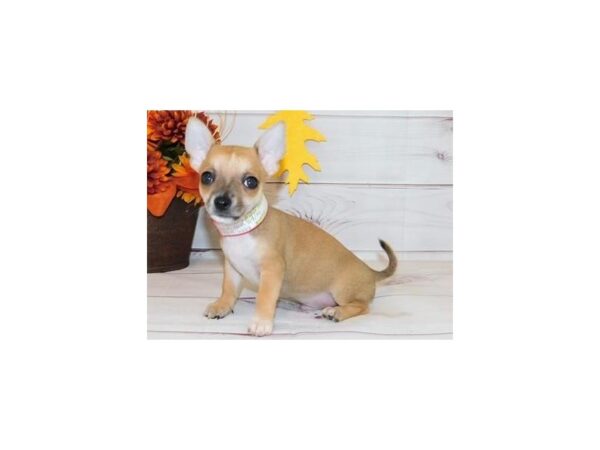 Chihuahua DOG Male Fawn 20155 Petland Batavia, Illinois