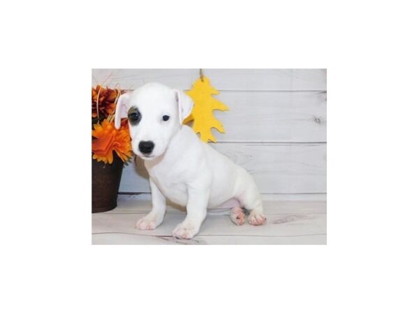Jack Russell Terrier DOG Female Red / White 20156 Petland Batavia, Illinois