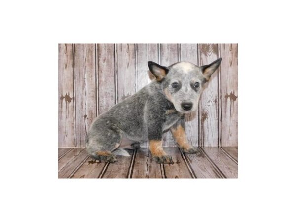 Heeler DOG Male Blue Merle 12285 Petland Batavia, Illinois
