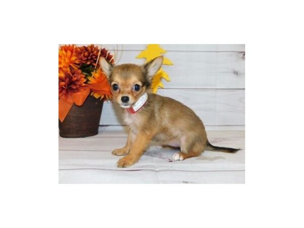 Chihuahua DOG Female Fawn Sable 12278 Petland Batavia, Illinois