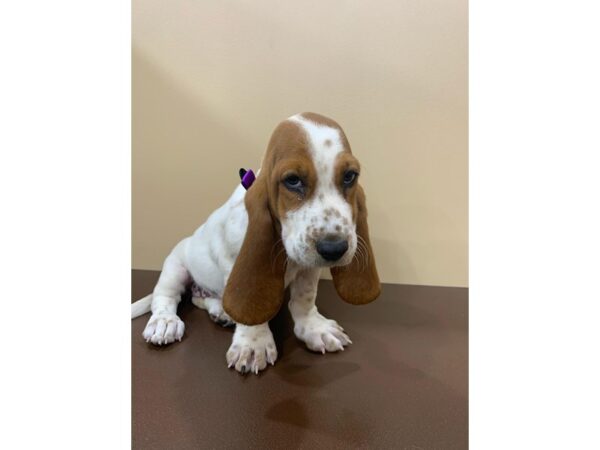 Basset Hound DOG Female Brown / White 20409 Petland Batavia, Illinois