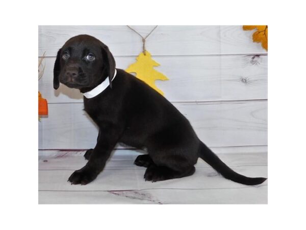 Labrador Retriever DOG Female Chocolate 20174 Petland Batavia, Illinois