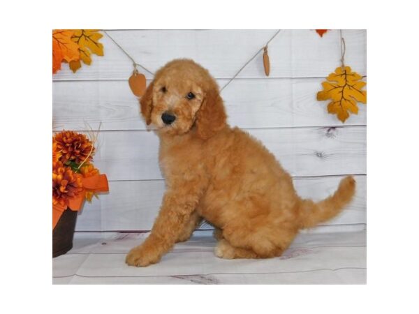 Standard Poodle DOG Male Apricot 20176 Petland Batavia, Illinois