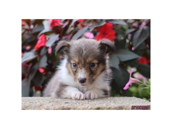 Shetland Sheepdog DOG Female Sable / White 12299 Petland Batavia, Illinois